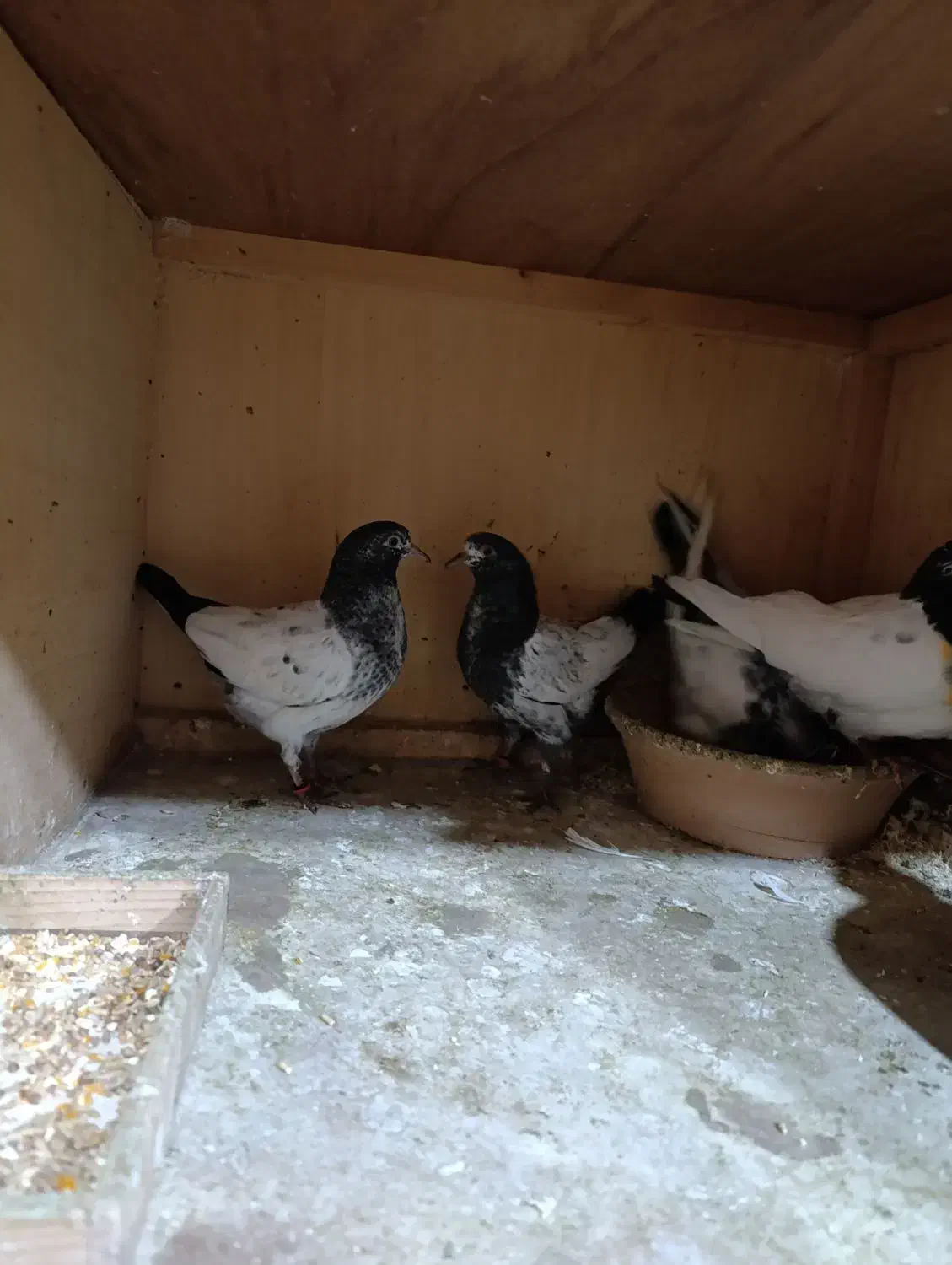 ۱۶ تا جوجه پاکستانی|پرنده|رشت, تازه آباد|دیوار