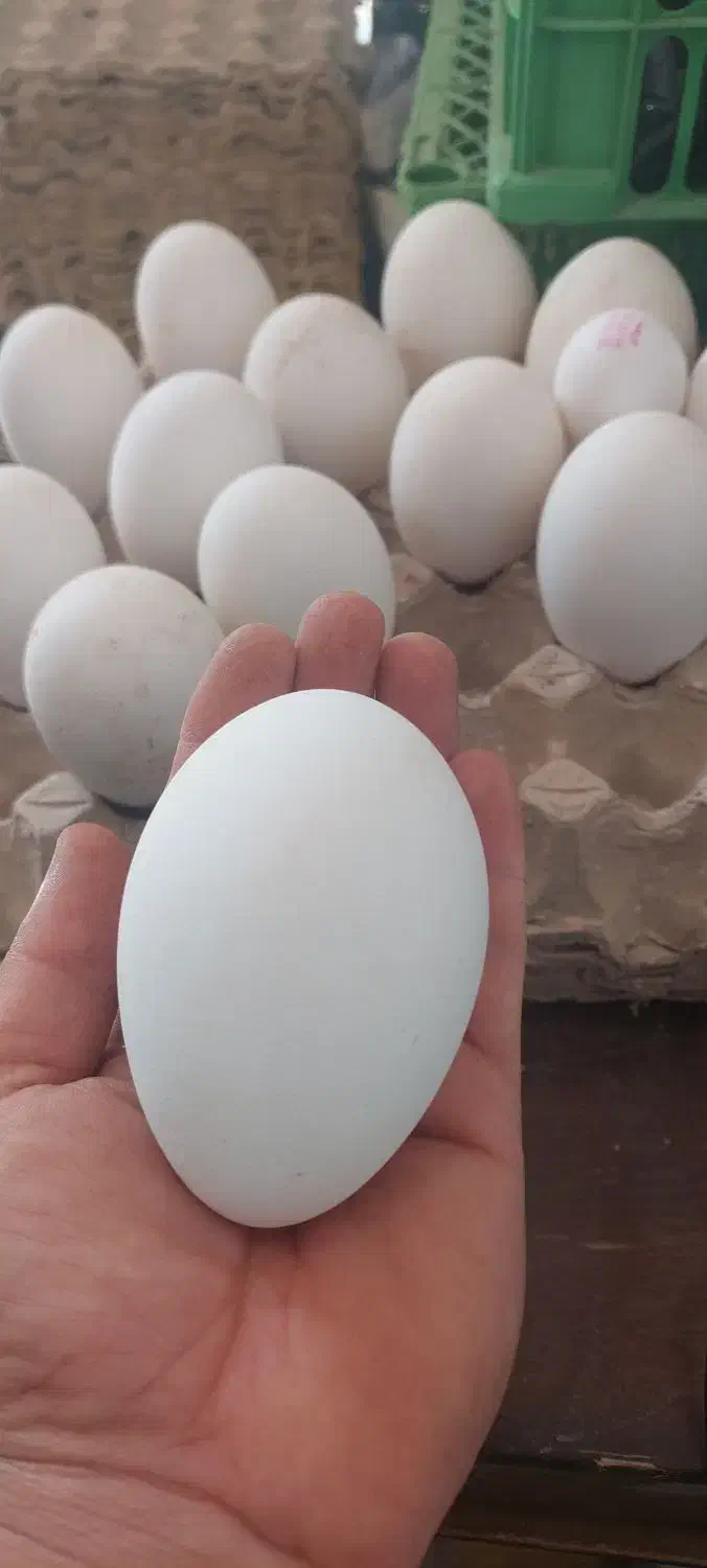 تخم غاز|حیوانات مزرعه|فراشبند, |دیوار