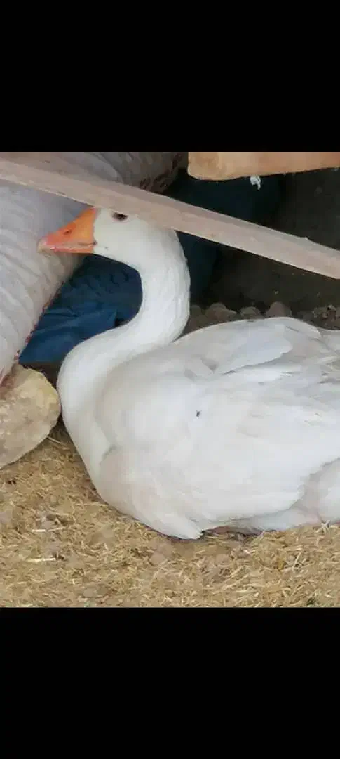 فروش غار و مرغ محلی|حیوانات مزرعه|داراب, |دیوار