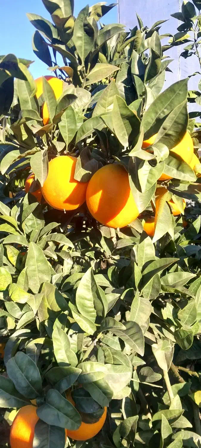 پرتقال درجه یک|خوردنی و آشامیدنی|دابودشت, |دیوار