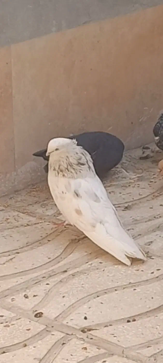 نر شمشادی  و ماده زاغ|حیوانات|کرمانشاه, |دیوار