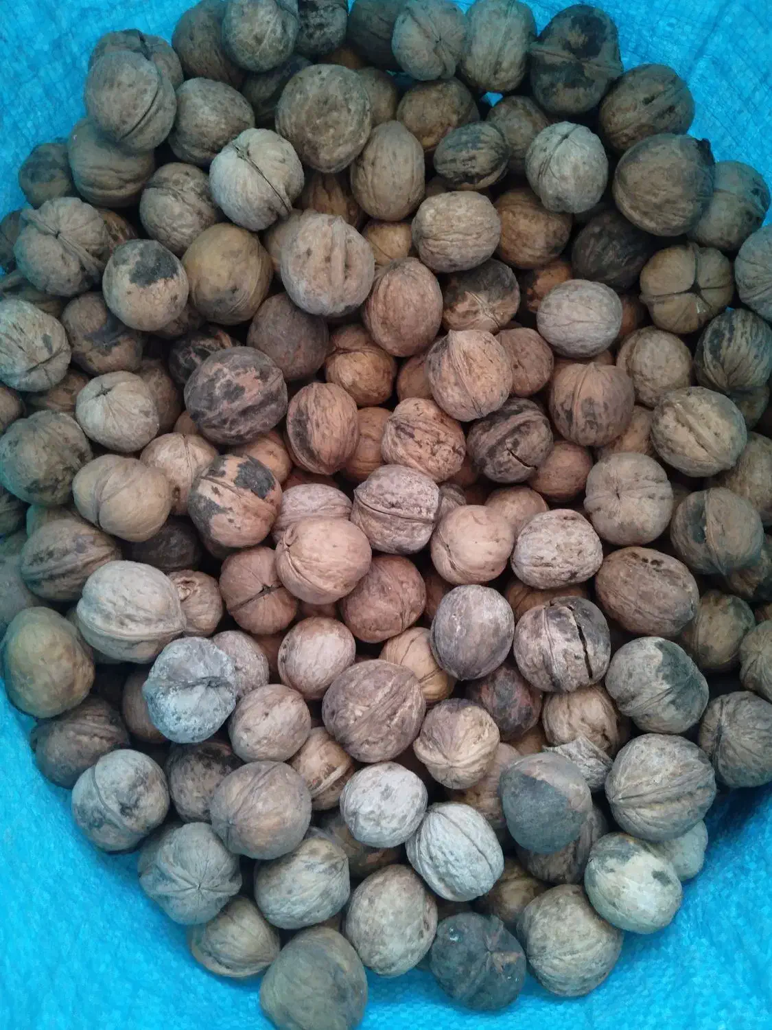 گردو بوانات پوست کاغذی|خوردنی و آشامیدنی|زرقان, |دیوار