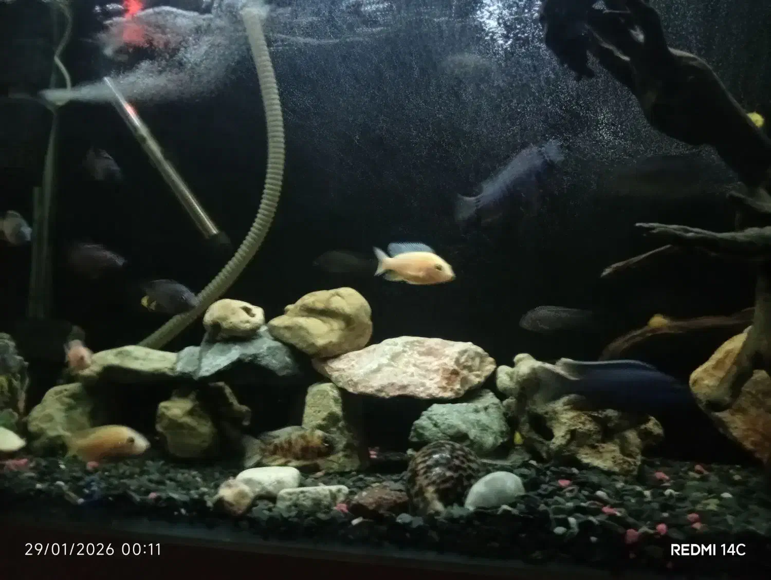 ماهی و پمپ|ماهی|کهریزک, |دیوار