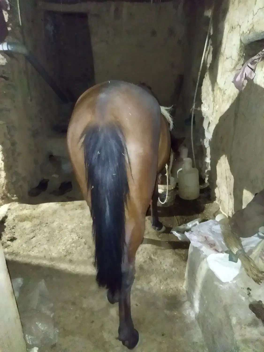 اسب نریان و قاطر نریان|اسب و تجهیزات اسبسواری|سنندج, |دیوار