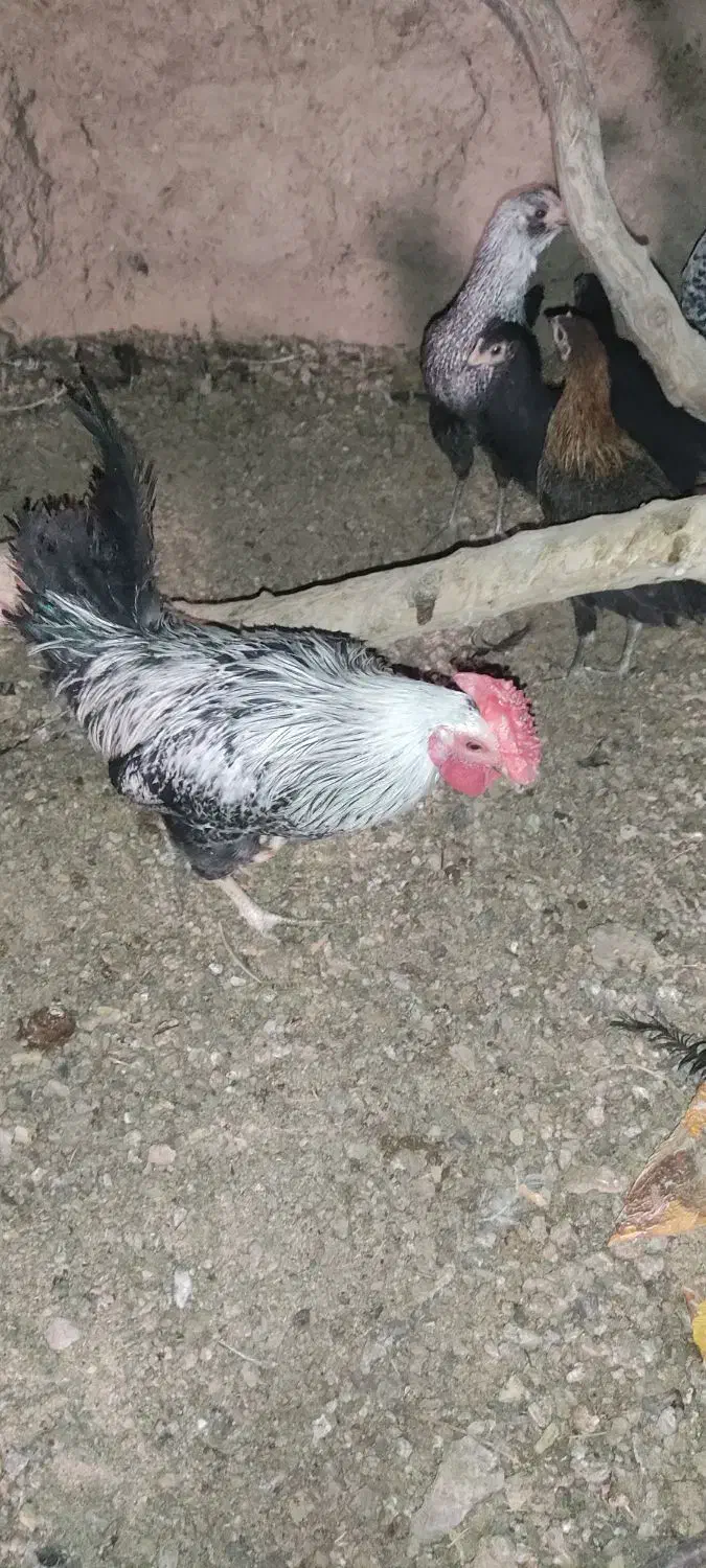 مجسمه خروس|مجسمه، تندیس، ماکت|سده (خراسان جنوبی), |دیوار