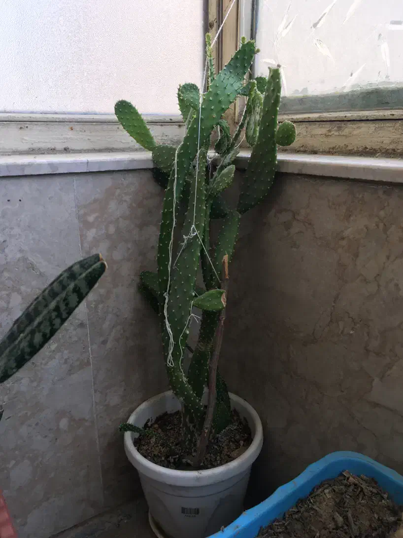 گل گلدان کاکتوس|گل و گیاه طبیعی|کرمانشاه, |دیوار