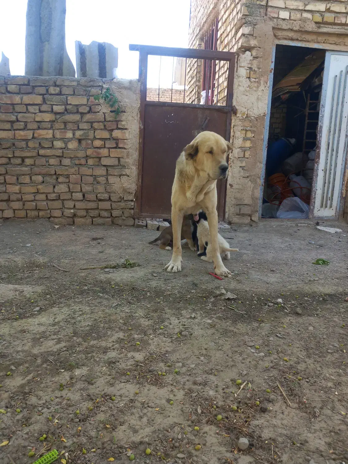 سگ ماده|سگ|نیشابور, مازول|دیوار