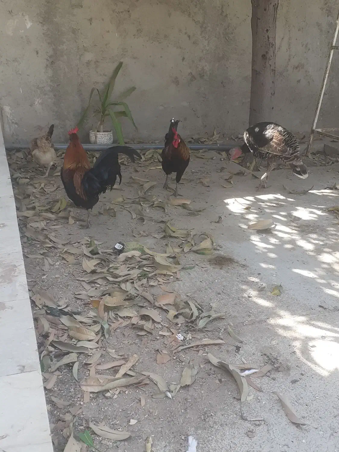 بوقلمون و خروس در بندر ریگ|حیوانات مزرعه|ریگ, |دیوار