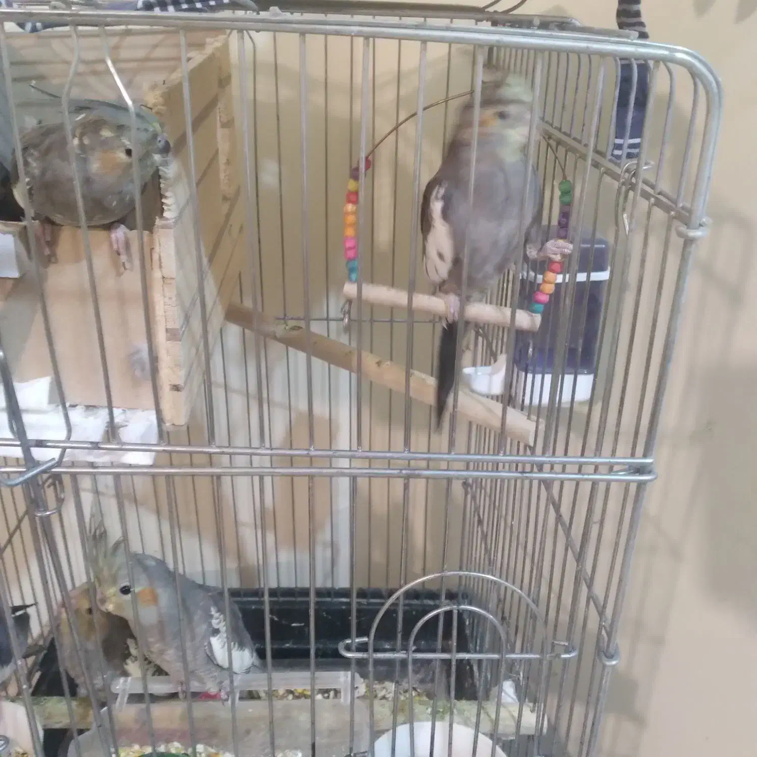 عروس هلندی مولد با ۵جوجه به بالاترین پیشنهاد|پرنده|محمدشهر, شهرک پیام (مهرالبرز)|دیوار