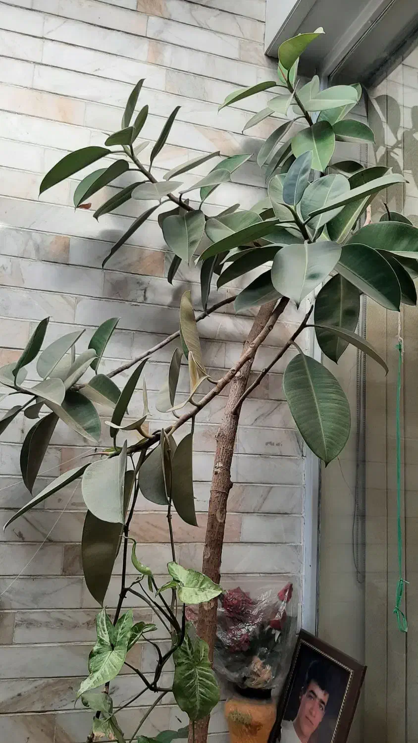 همه گلدون ها باهم فقط ۳ تومن|گل و گیاه طبیعی|اصفهان, سرچشمه|دیوار