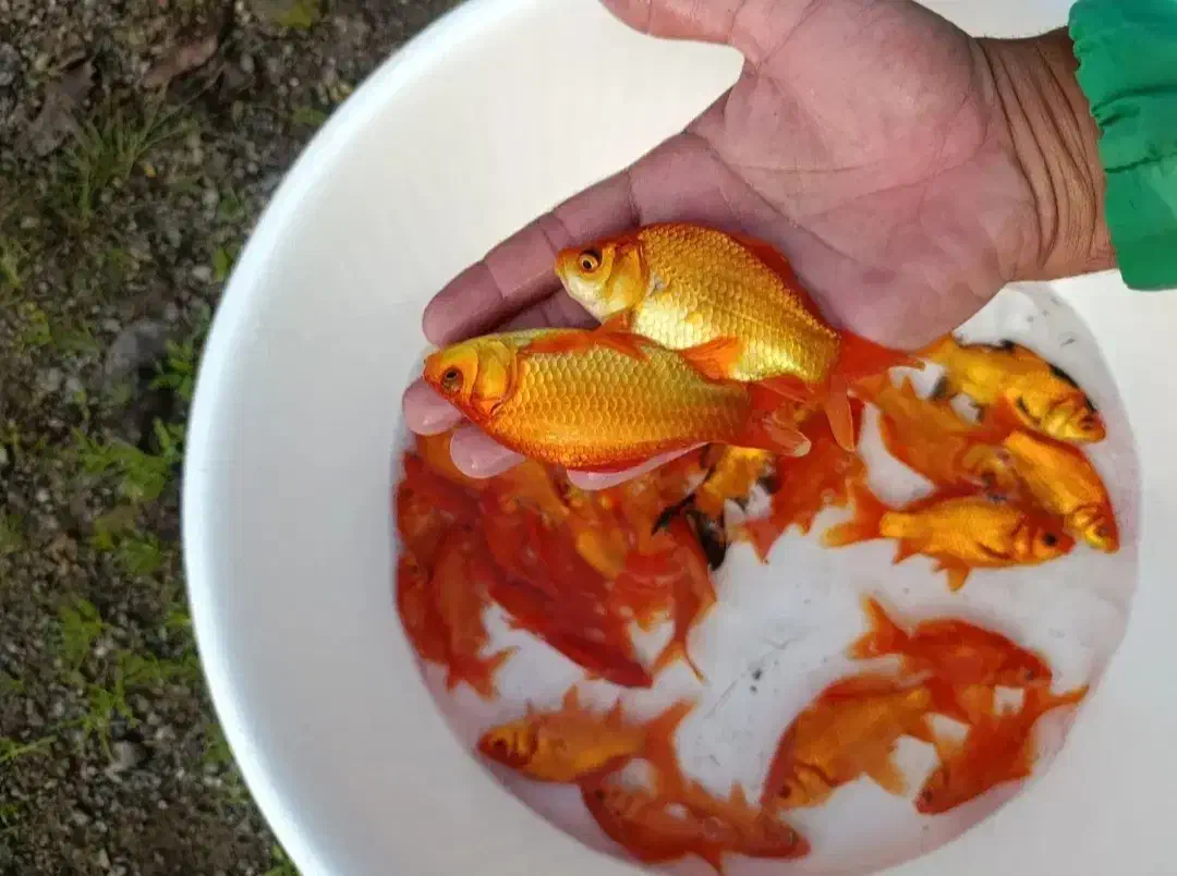 ماهی قرمز|ماهی|قنوات, |دیوار