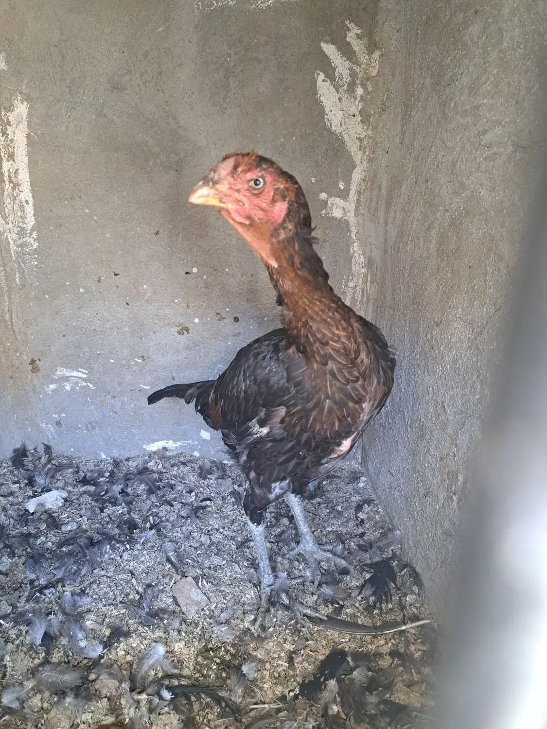 لاری|حیوانات مزرعه|پاکدشت, شهرک امام رضا|دیوار