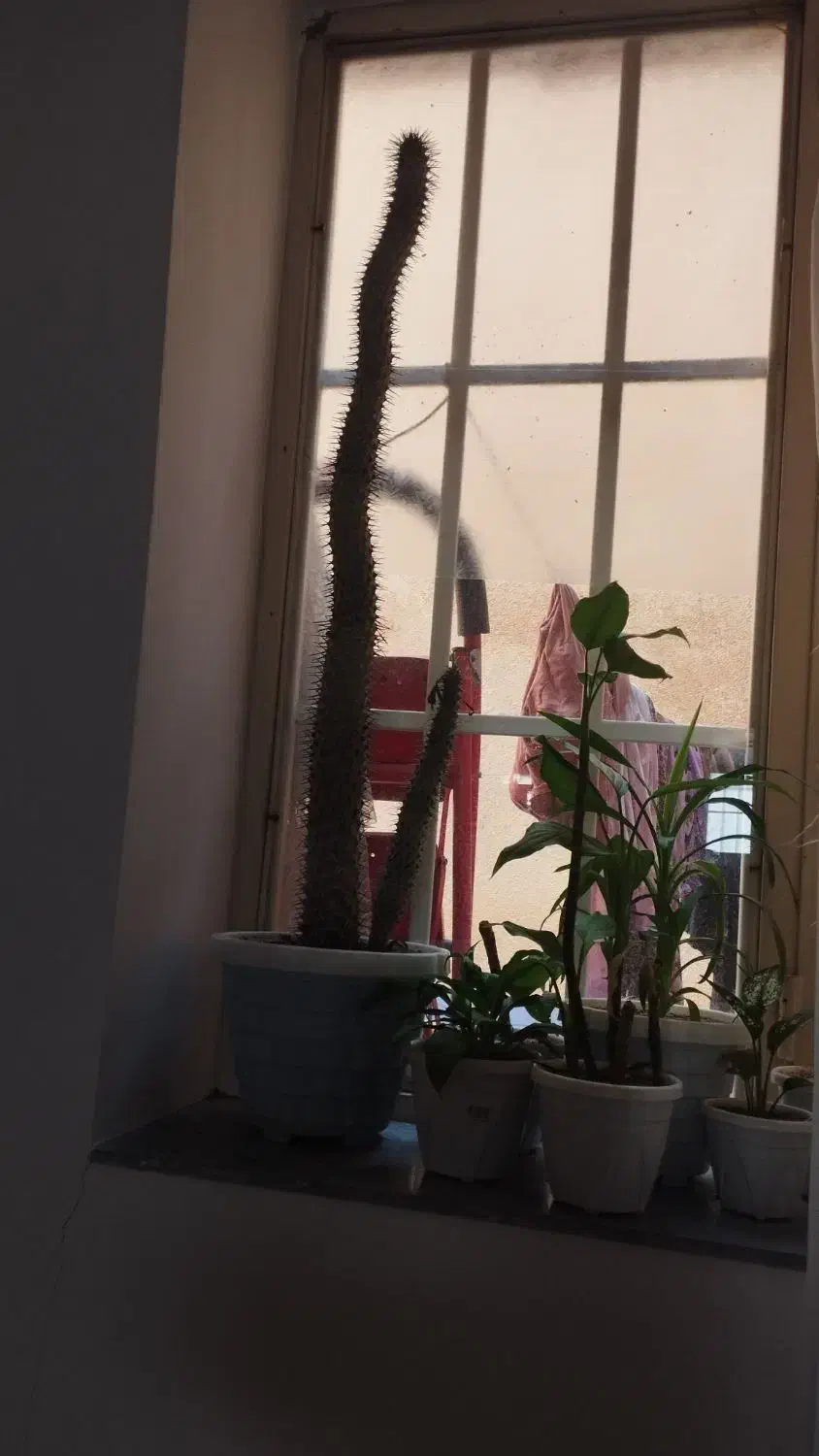 نخل ماداگاسکار|گل و گیاه طبیعی|خلیفان, |دیوار