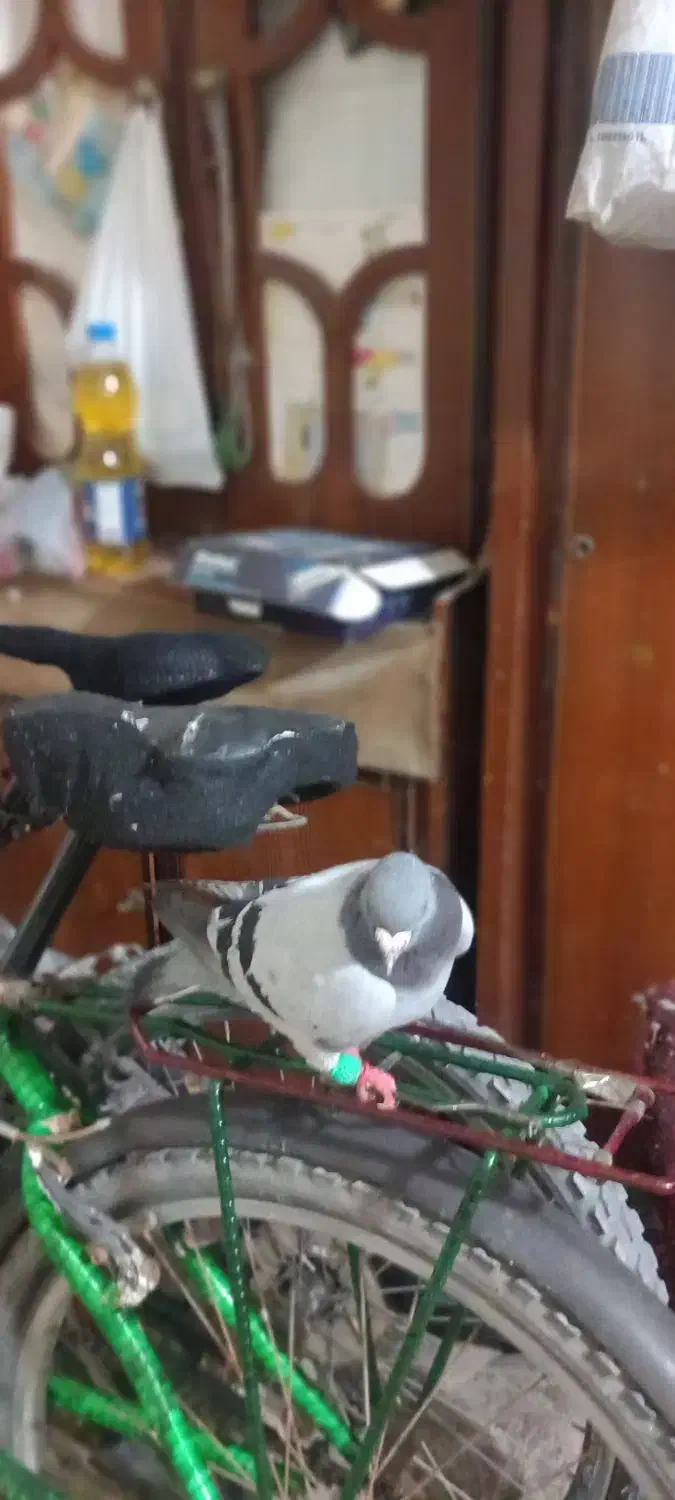 سبز دوخط|پرنده|خرمشهر, |دیوار