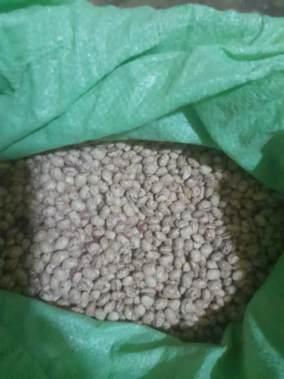 لوبیا چیتی اعلا|حراج|پادنا, |دیوار