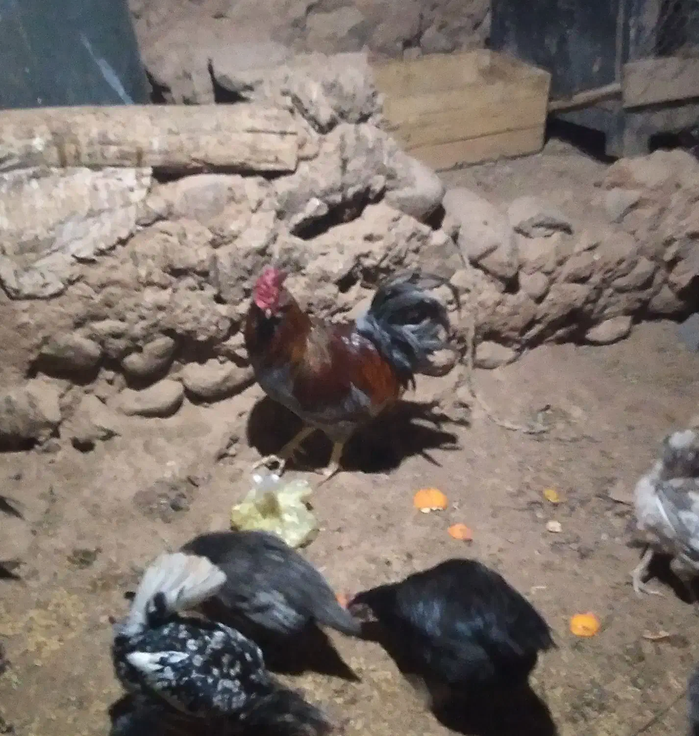 مرغ وخروس|حیوانات مزرعه|شوط, |دیوار