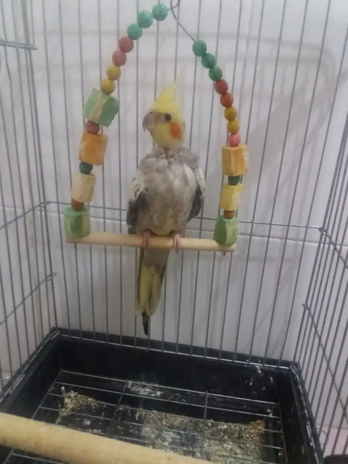 فروشی عروس هلندی گلباقالی|پرنده|باقرشهر, |دیوار