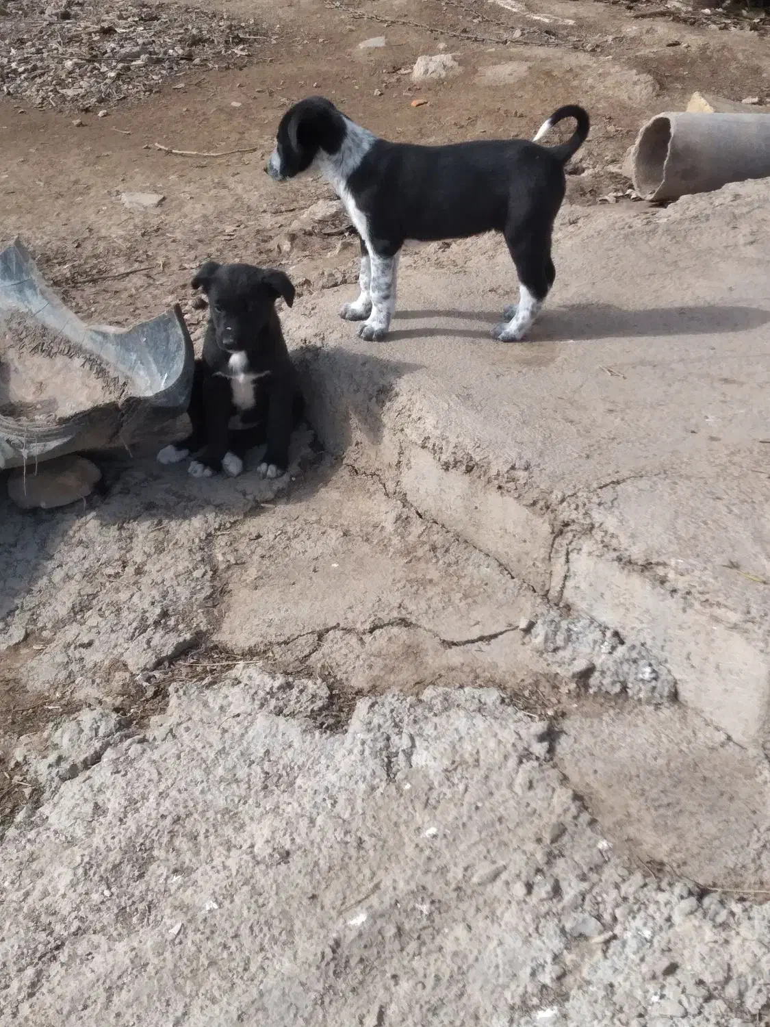 واگذار|سگ|خرمآباد, |دیوار