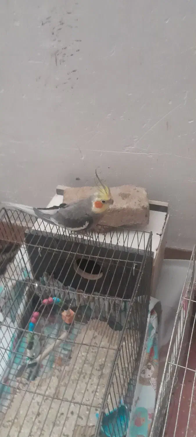 فروش‌ پرنده عروس|پرنده|سراب, |دیوار