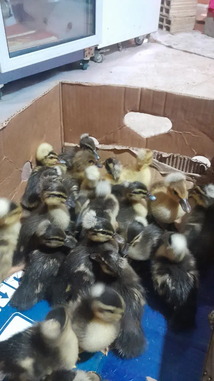 تخم اردک محلی وپکنی|حیوانات مزرعه|سنگر, |دیوار