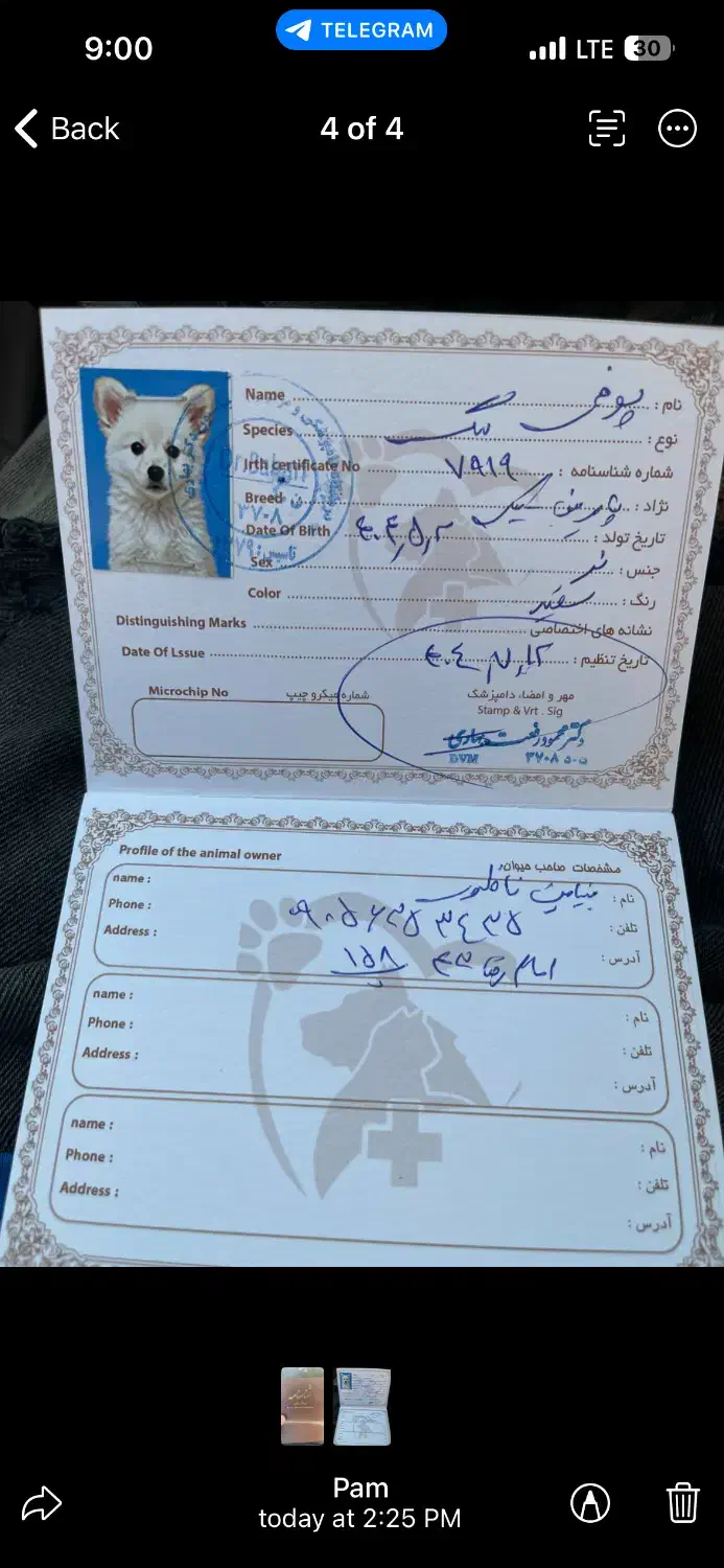 پامر|سگ|نیشابور, سید جمال الدین|دیوار