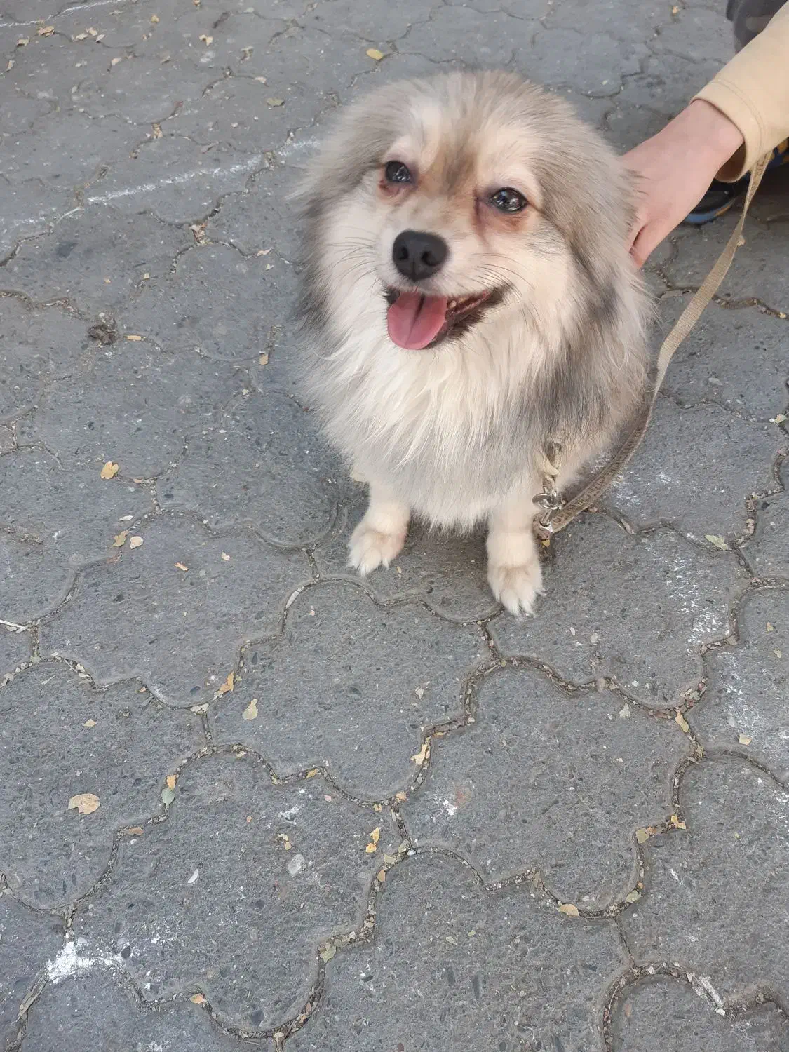 سگ پامرروباهی|سگ|بروجرد, |دیوار