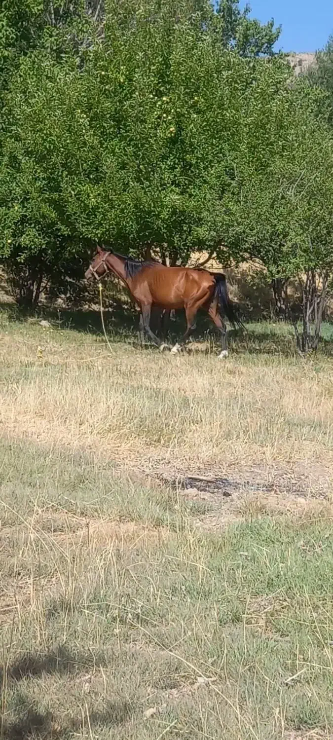 مادیان با کره یک ساله|اسب و تجهیزات اسبسواری|خرمآباد, |دیوار
