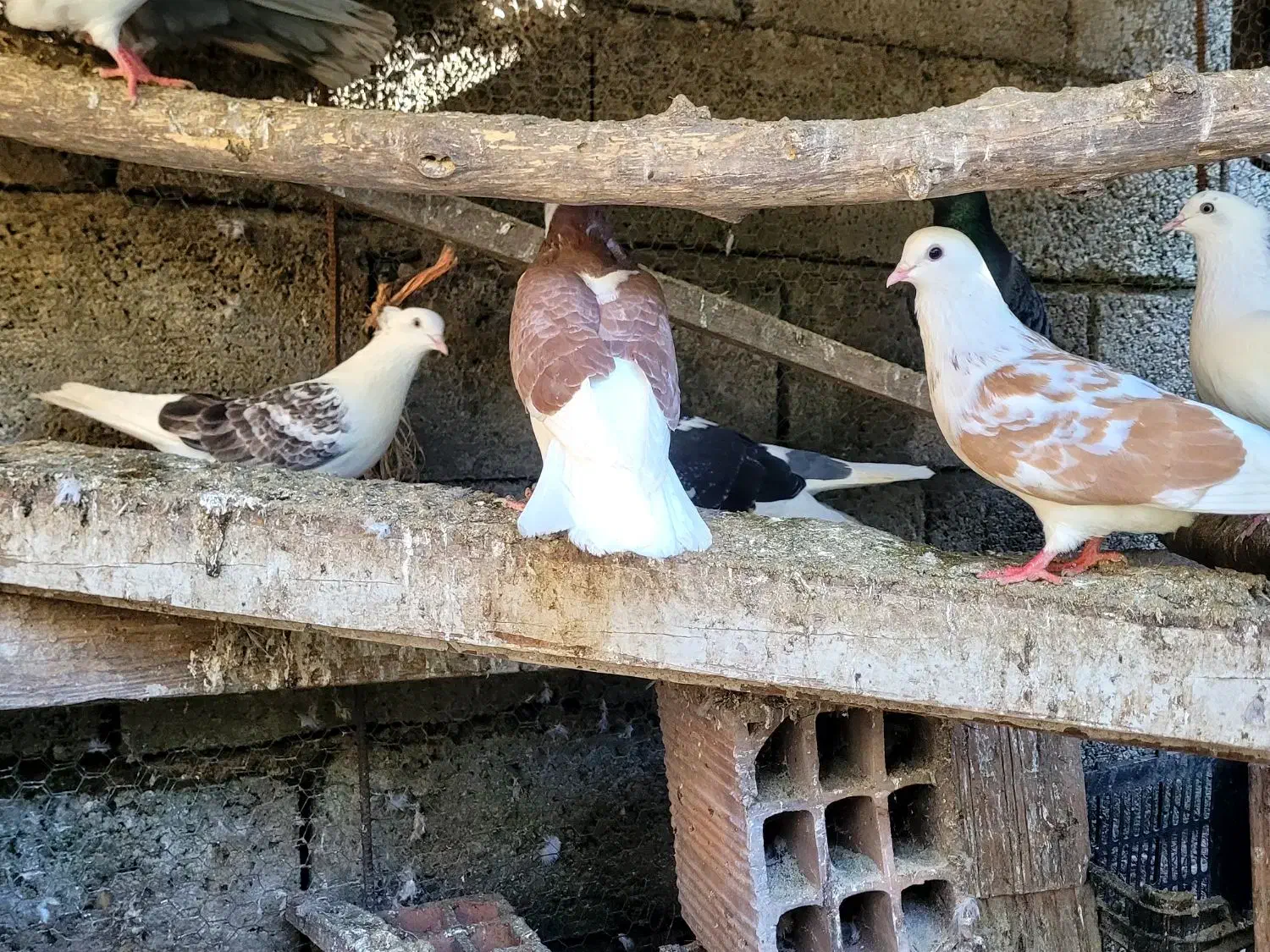 کبوتر پرشی باکیفیت|پرنده|بابل, |دیوار