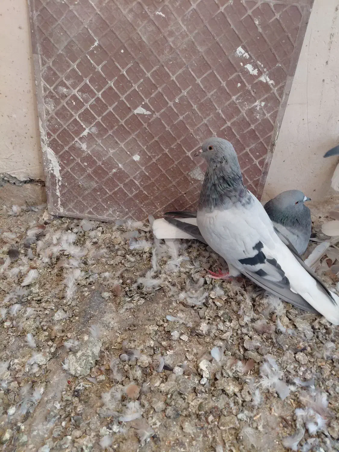 دم سفید|پرنده|تربت‌حیدریه, بی بی حسنیه|دیوار