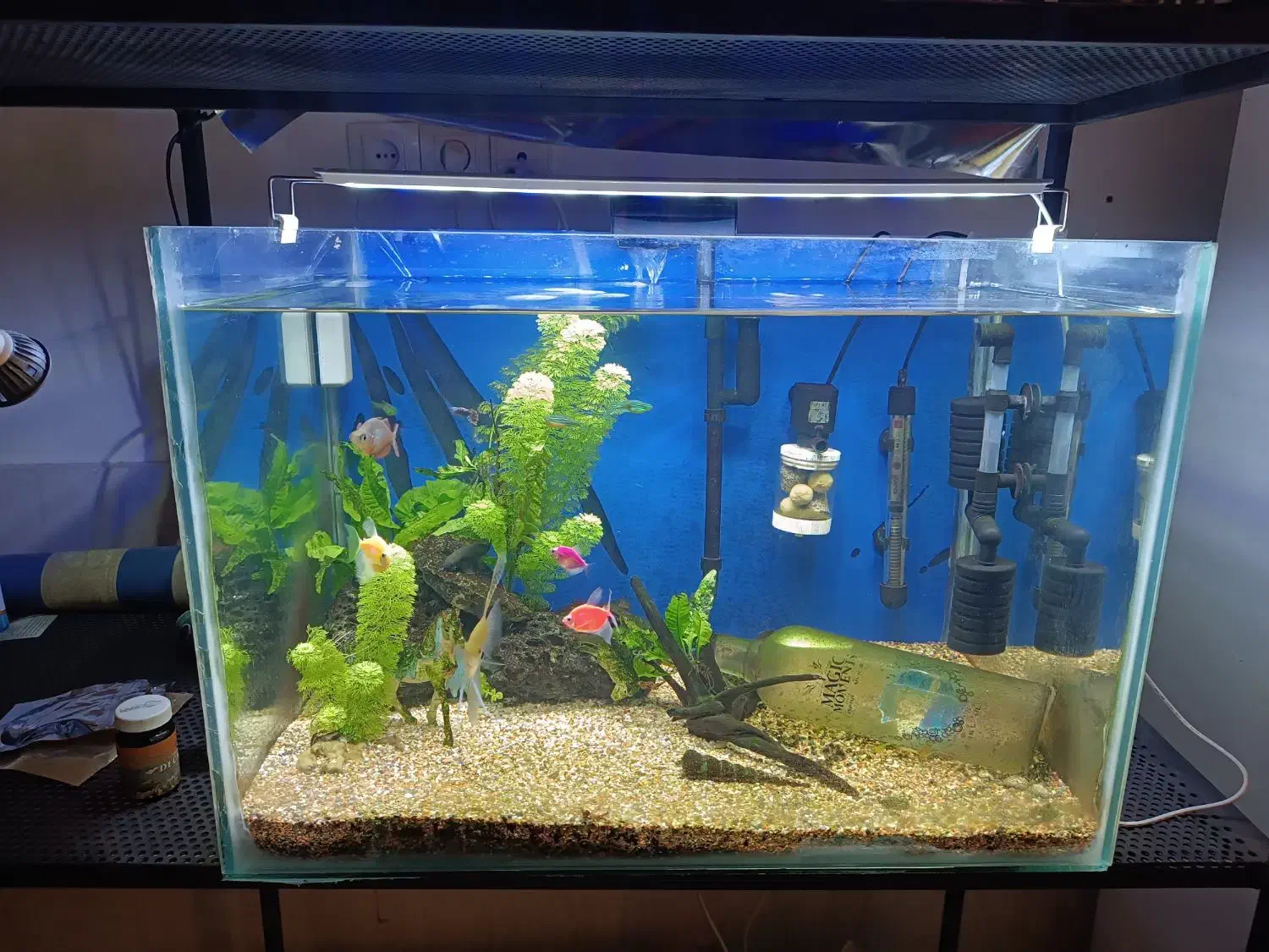 آکواریوم ماهی|ماهی|قشم, |دیوار