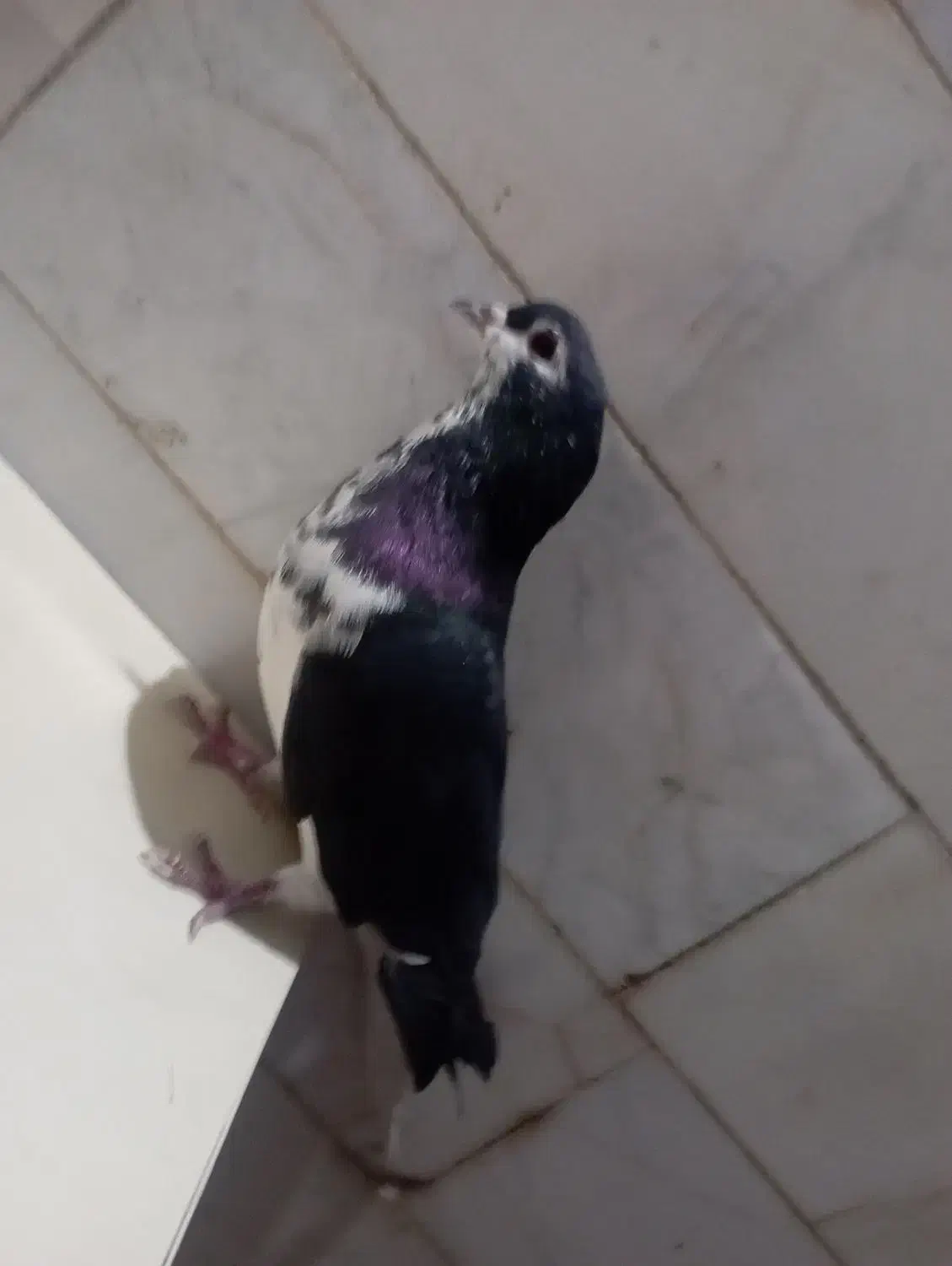 فرش طرح کبوتر|فرش|فردوس (خراسان), |دیوار