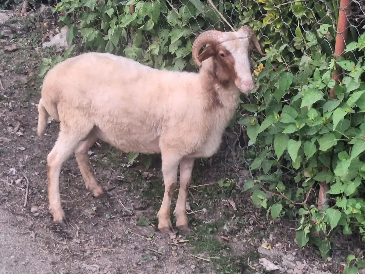 گوسفند پروار محلی|حیوانات مزرعه|سیاهکل, |دیوار