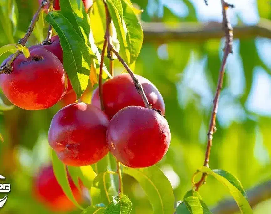 پیشفروش نهال شلیل رفعتی با شرایط چک|خدمات باغبانی و درختکاری|دره رود, |دیوار