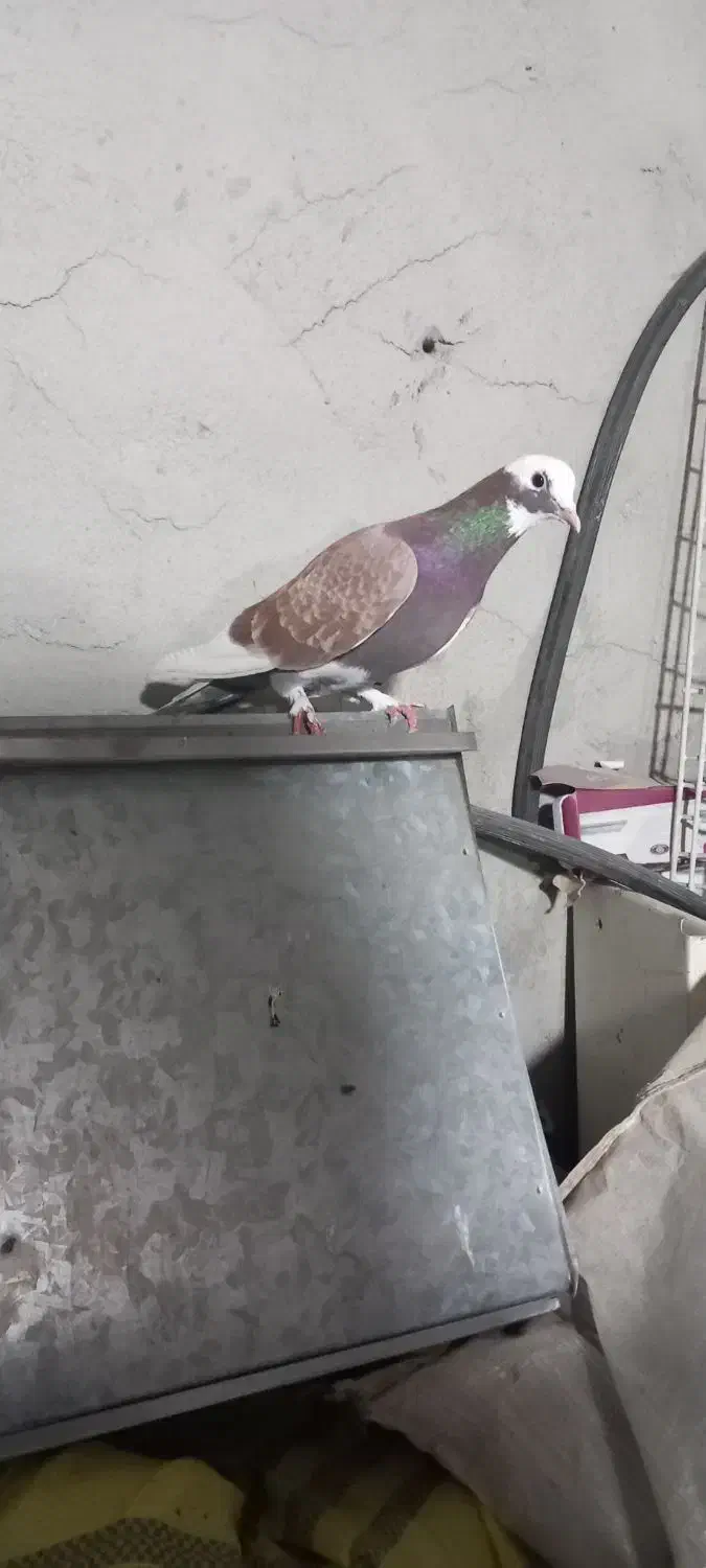 شازده ماده|پرنده|ارشق, |دیوار