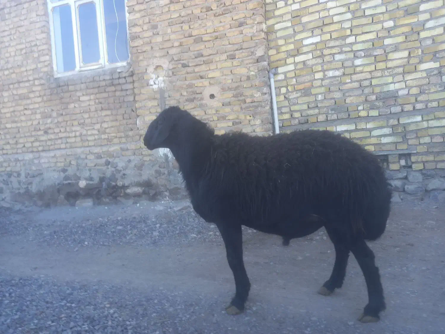 ۹۵کیلو|حیوانات مزرعه|دلیجان, |دیوار