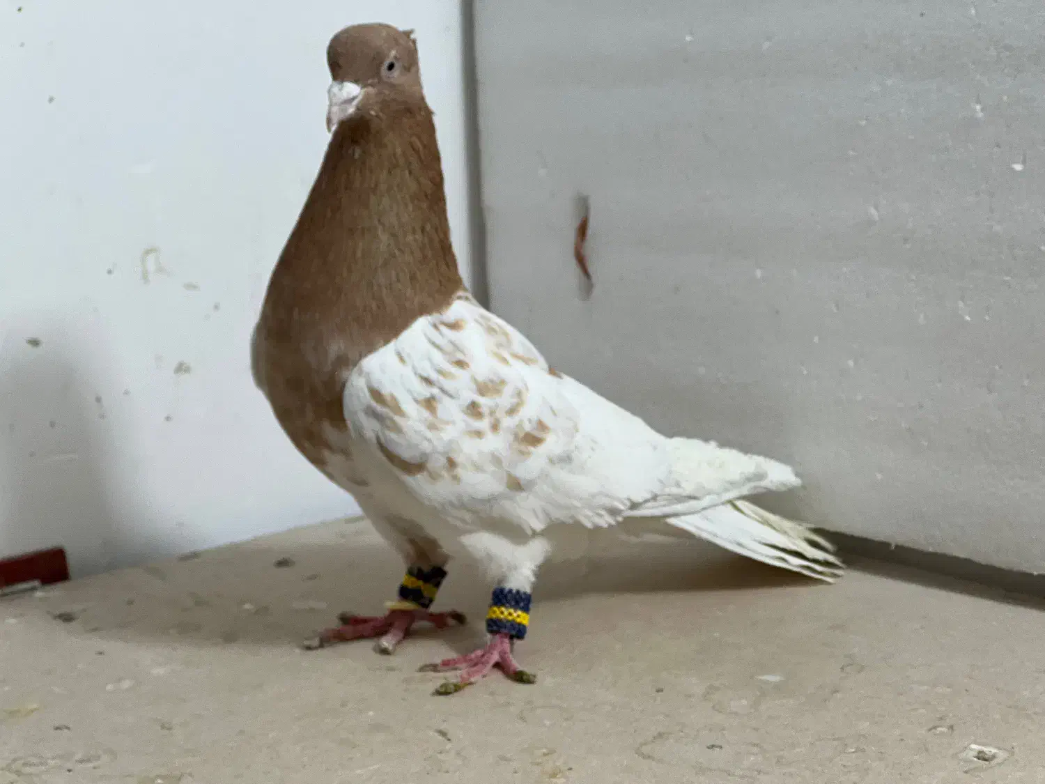 کفتر رنگی|پرنده|مرودشت, بیست متری بیمارستان|دیوار