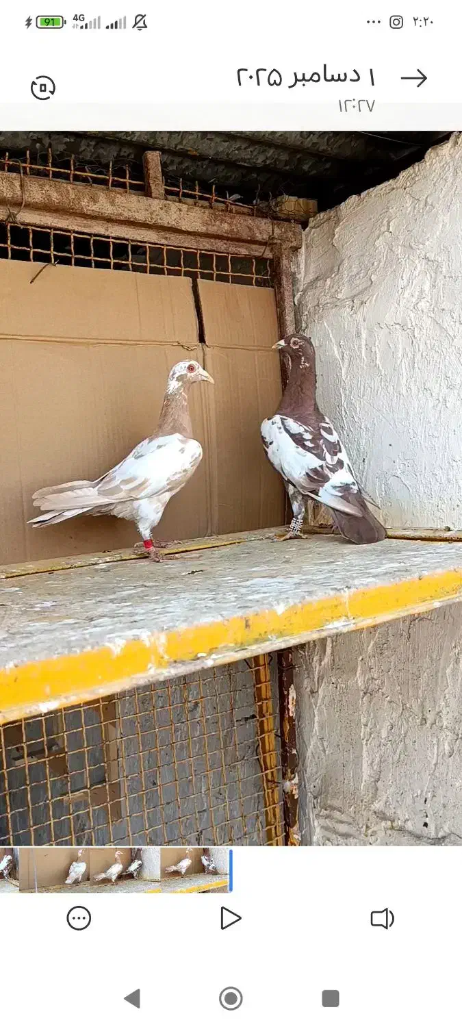 چن عدد کارل سرخ و زرد|پرنده|اهواز, فتح|دیوار