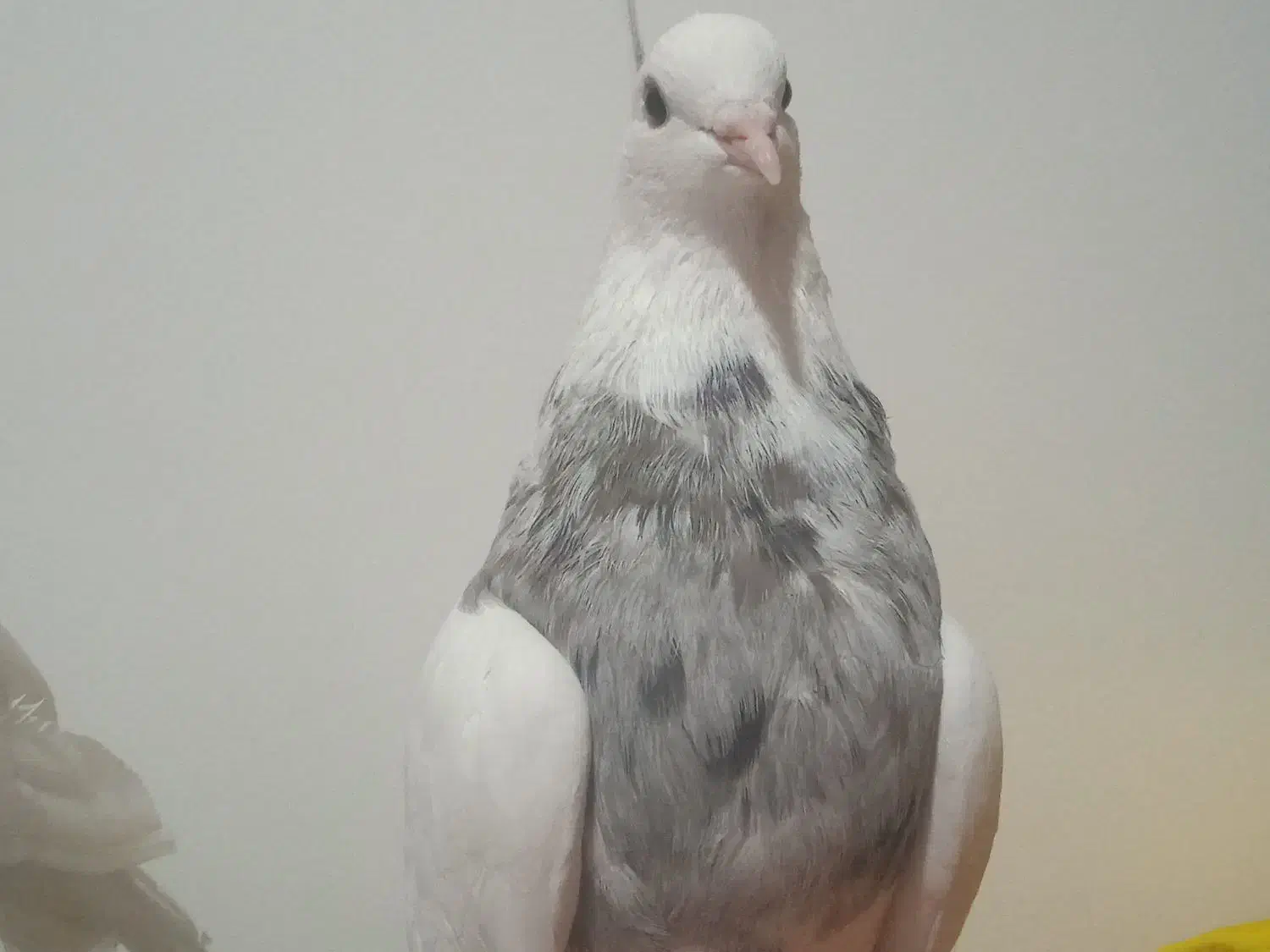 طوقی صرب کفتر سینه کله نقش رنگی|پرنده|خانمیرزا, |دیوار