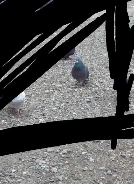 کبوتر دمیری آغ شاپر دیروز رفته|پرنده|ارومیه, |دیوار