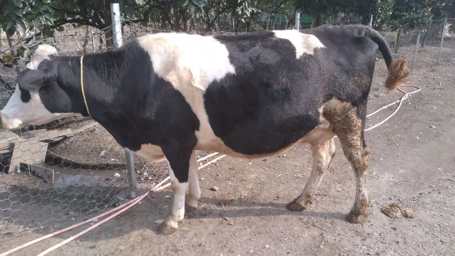 گاو سمینتال هرکول|حیوانات مزرعه|چوبر, |دیوار