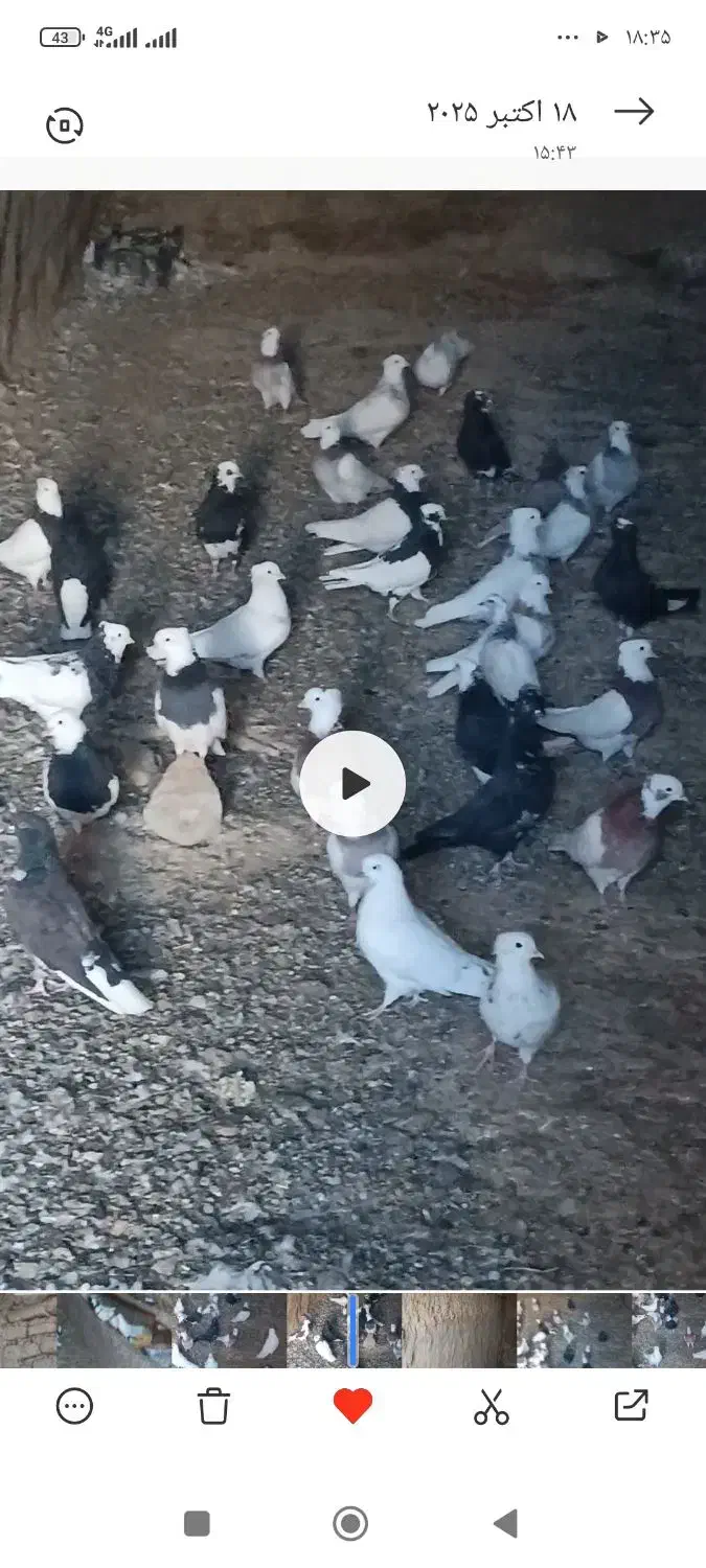 کبوتر|پرنده|دیواندره, |دیوار