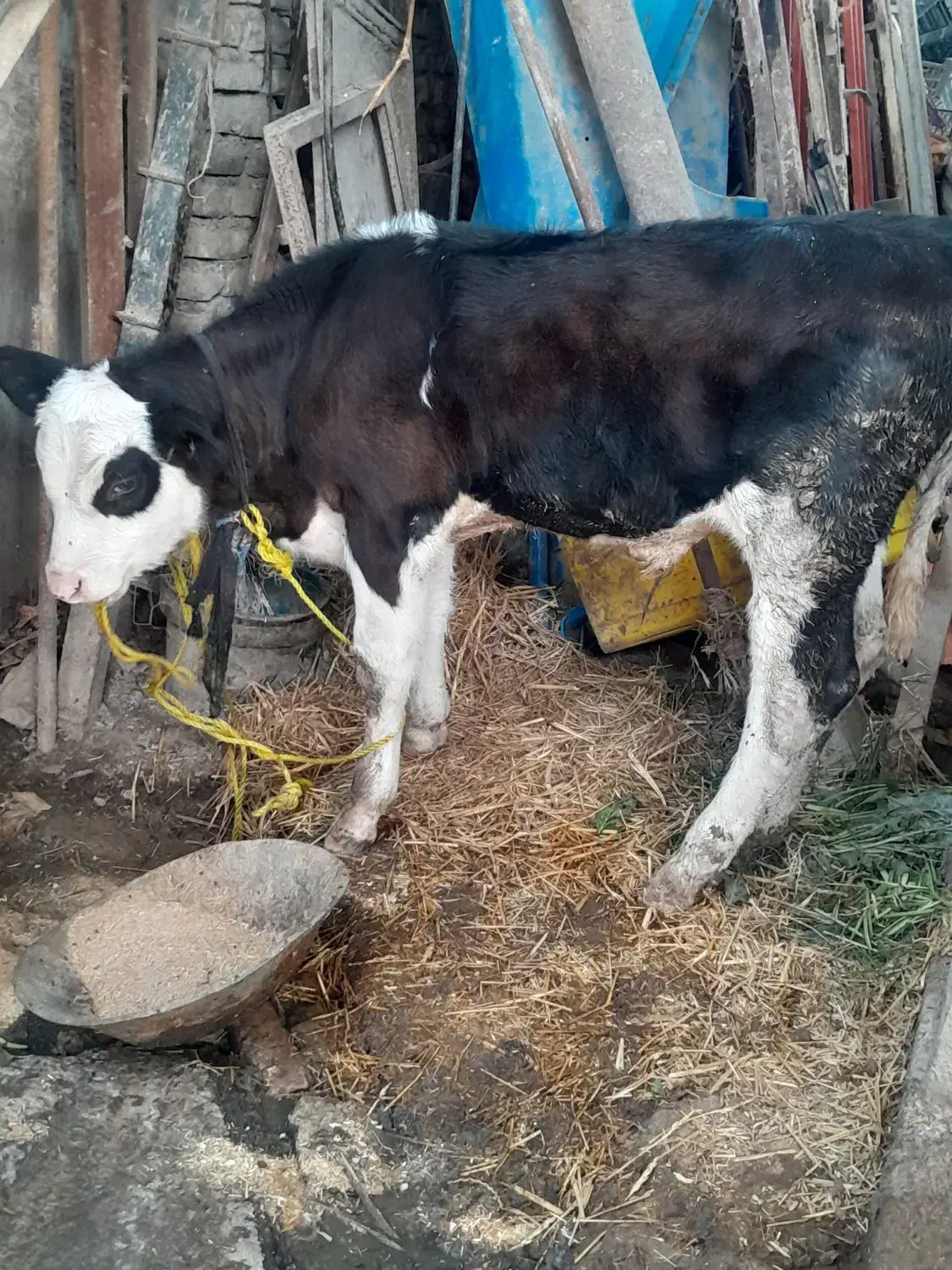 گوساله هلشتاین نر|حیوانات مزرعه|گرگان, |دیوار