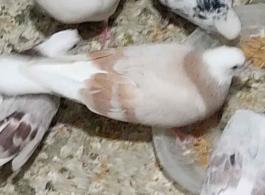 کبوتر شازده زرد|حیوانات|تهران, سردارجنگل|دیوار