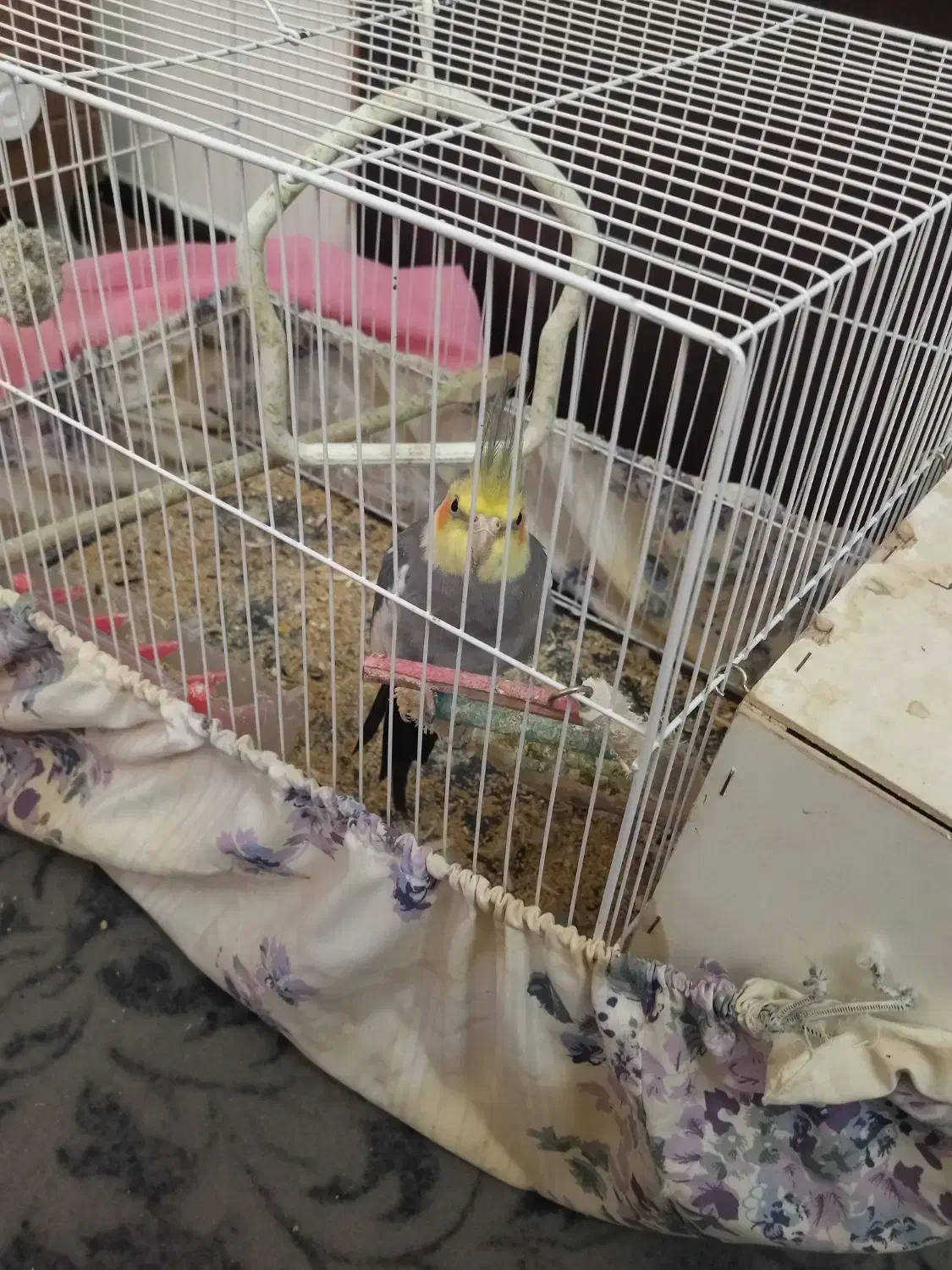 عروس هلندی نر بالغ|پرنده|مشهد, شهرک مهرگان|دیوار