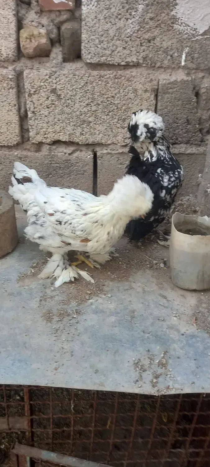 سلطانی|حیوانات مزرعه|منجیل, |دیوار