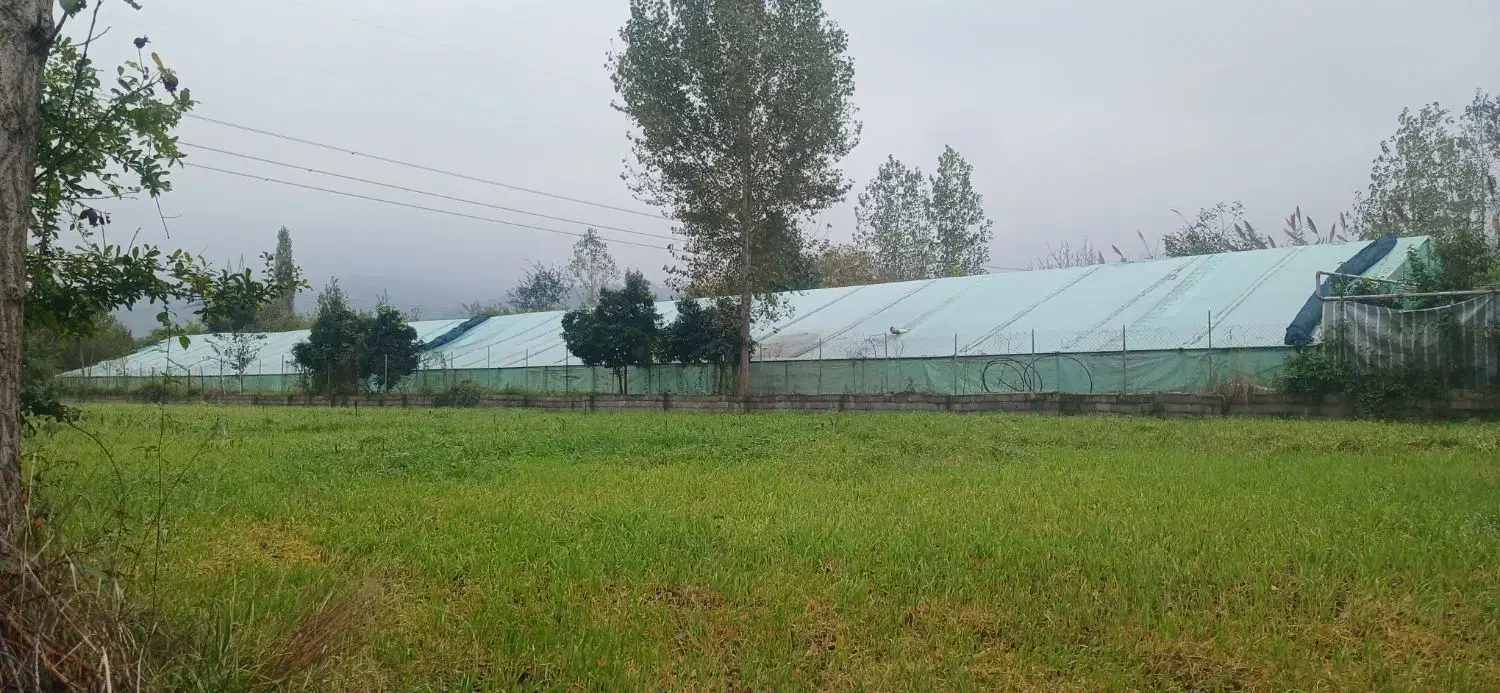 گلخانه ۱۱۰۰ متر با امکانات در زمین ۲۱۰۰ متری|اجارهٔ دفتر صنعتی، کشاورزی، تجاری|قائم‌شهر, |دیوار