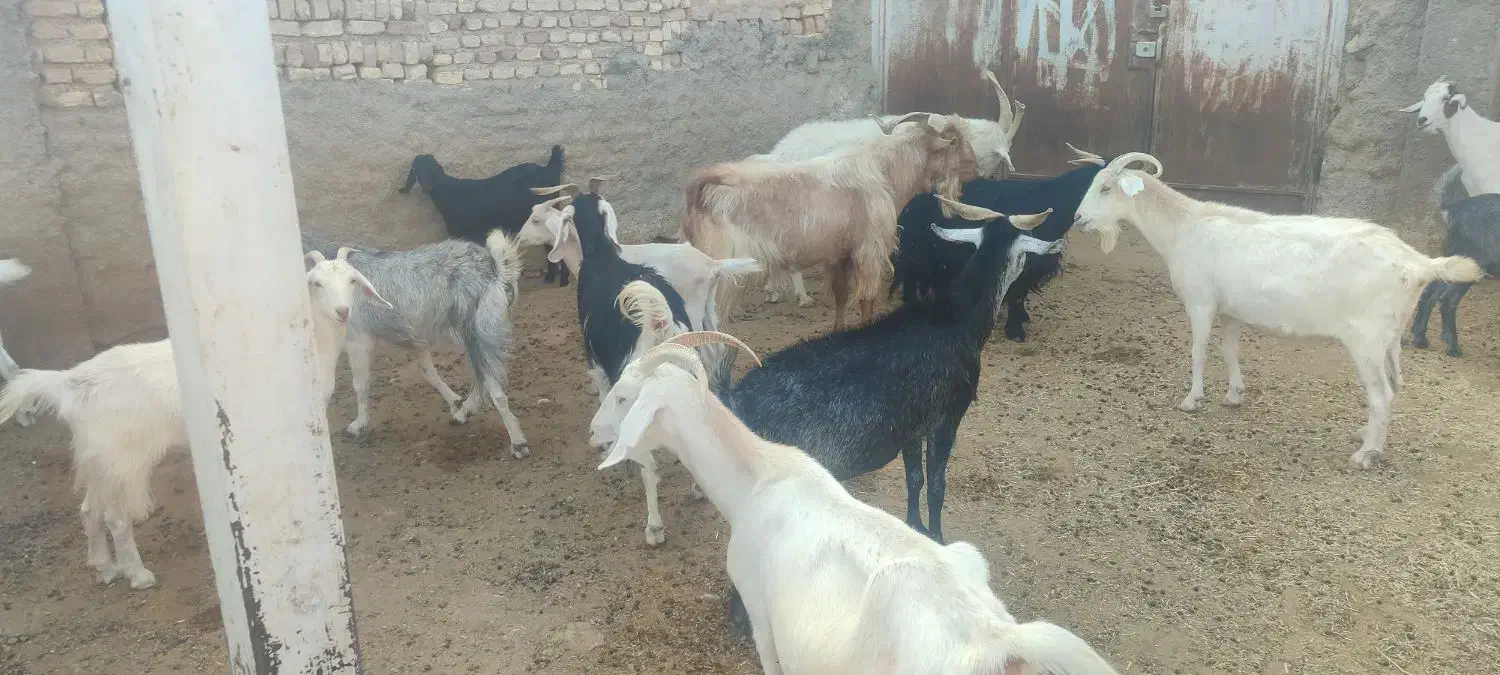 بز داشتی دورگ سانن و پاکستانی|حیوانات مزرعه|نوبندگان, |دیوار