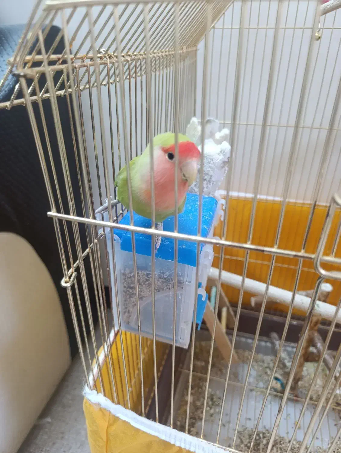 کوتوله برزیلی|پرنده|اصفهان, کشاورزی|دیوار