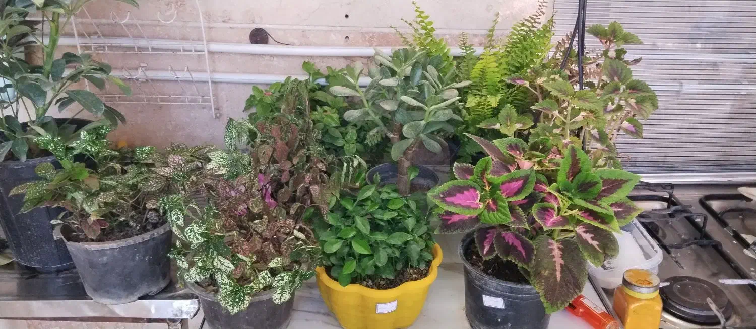 اجاره روزانه/ماهانه/هفتگی سوییت|اجارهٔ کوتاهمدت آپارتمان و سوئیت|بروجرد, |دیوار