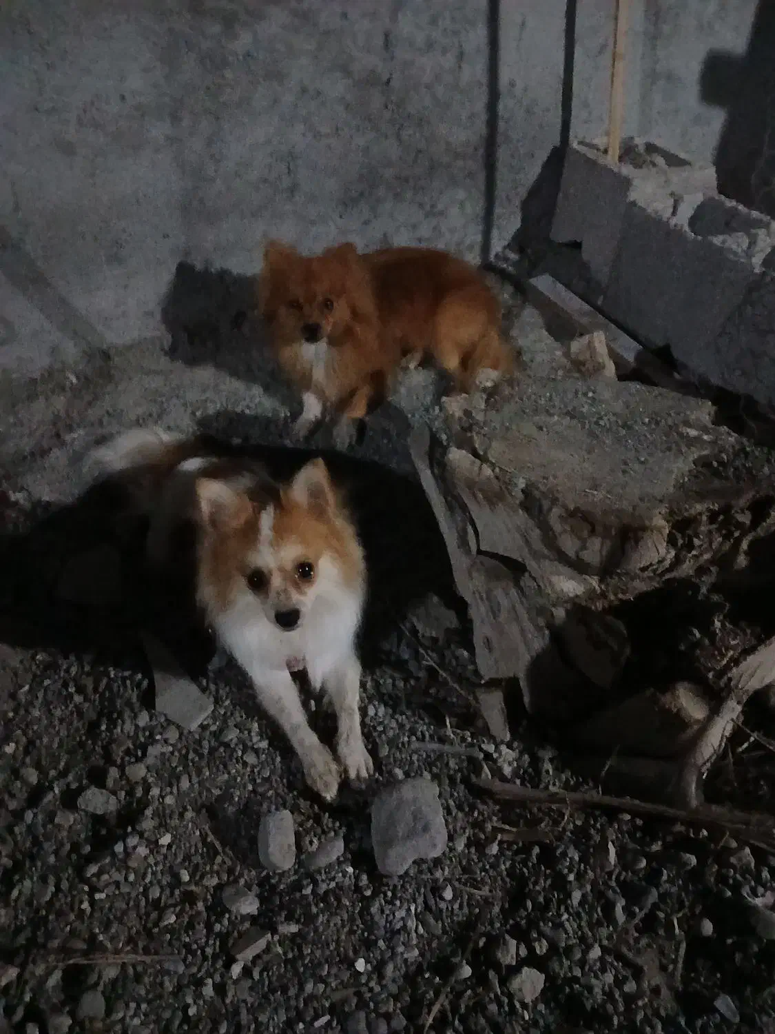 سگ سایز ریز|سگ|میناب, |دیوار